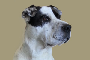 Bruno - BBB