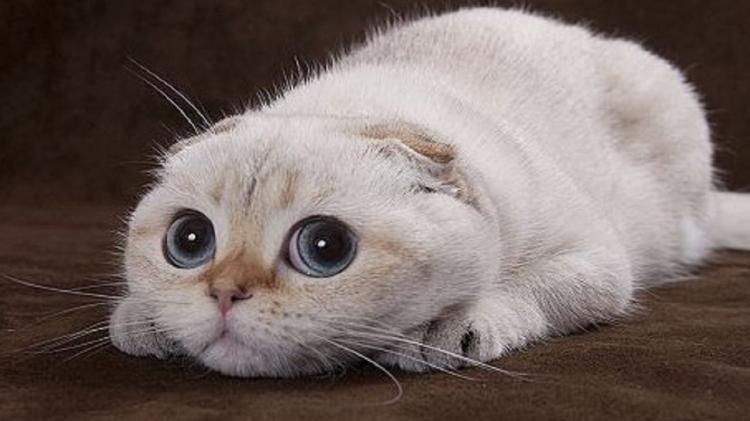 Mi piacciono i Gatti